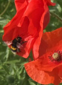 Bienenbuffet