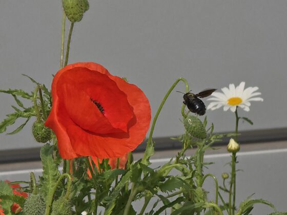 die blaue Holzbiene beim Anflug einer Mohnblume