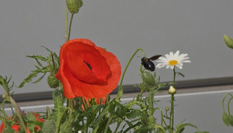 die blaue Holzbiene beim Anflug einer Mohnblume